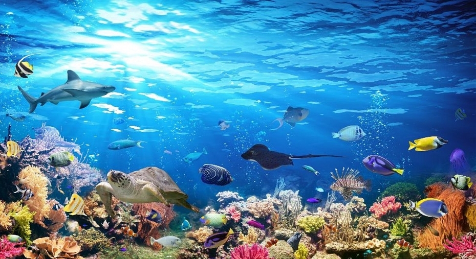 Vietnam protects marine biodiversity